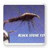 Black Stone Fly